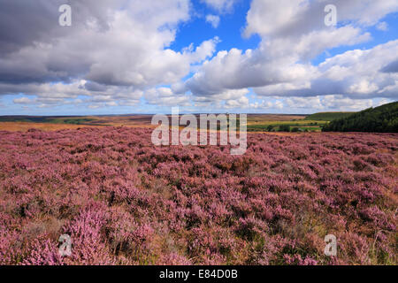 Heather su Levisham Moor verso Fylingdales, North Yorkshire, North York Moors National Park, Inghilterra, Regno Unito. Foto Stock