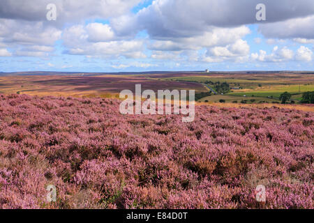 Heather su Levisham Moor verso Fylingdales, North Yorkshire, North York Moors National Park, Inghilterra, Regno Unito. Foto Stock