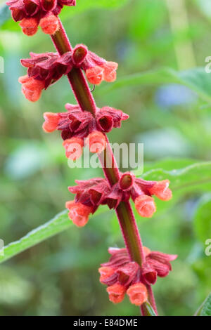 Chiudere su di un fiore spike della gara Brasiliana, salvia Salvia confertiflora Foto Stock