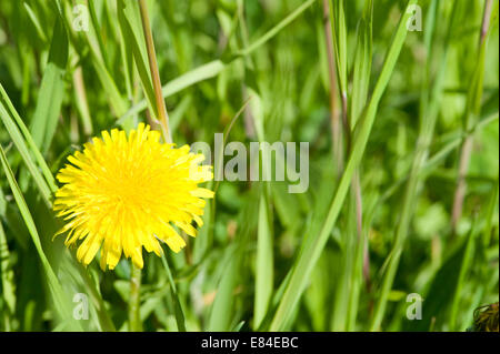 Prato primavera vicino Adersbach Kraichgau in Baden Württemberg in Germania Foto Stock