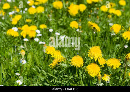 Prato primavera vicino Adersbach Kraichgau in Baden Württemberg in Germania Foto Stock