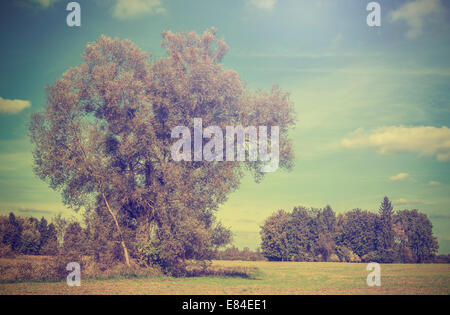 Vintage foto del campo di autunno con alberi, retro filtrato. Foto Stock