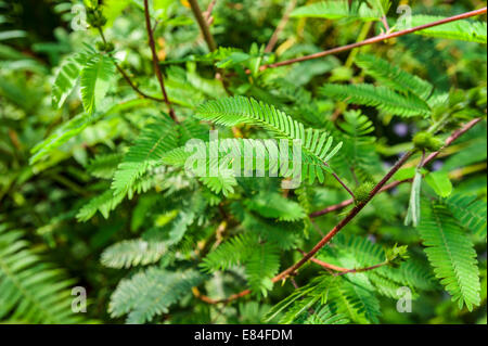 Primo piano di foglie di piante sensibili (Mimosa pudica) Foto Stock