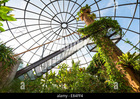 All'interno della foresta pluviale tropicale in serra a Zurigo i giardini botanici. Foto Stock