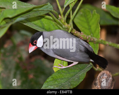 Java Finch (padda oryzivora) Foto Stock