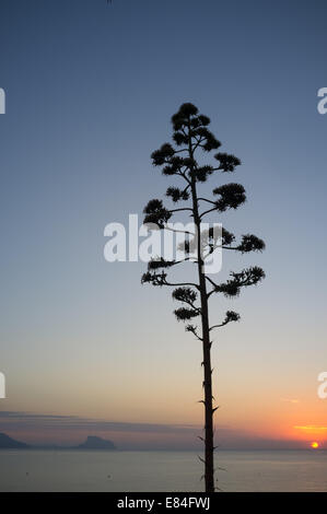 Fioritura agave contro lo sfondo di un Mediterraneo sunrise Foto Stock