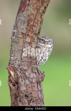 Civetta (Athene noctua) Il peering attorno ad un tronco di albero Foto Stock