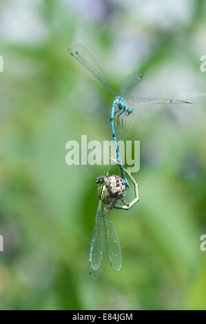 Coniugata coppia di Azure damselflies intrappolato in una ragnatela con il ragno che attacca la femmina Foto Stock