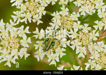 Il comune coleottero metallico Oedemera nobilis (con la sua enorme tibiias) alimentazione su un fiore umbellifer Foto Stock
