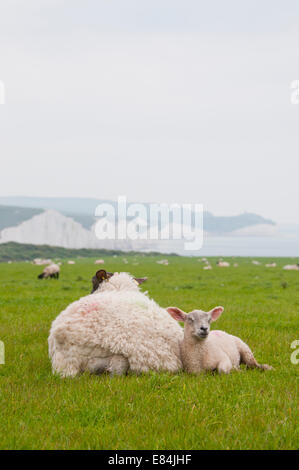 Pecore e agnelli sdraiati insieme contro uno sfondo di sette sorelle scogliere in East Sussex Foto Stock