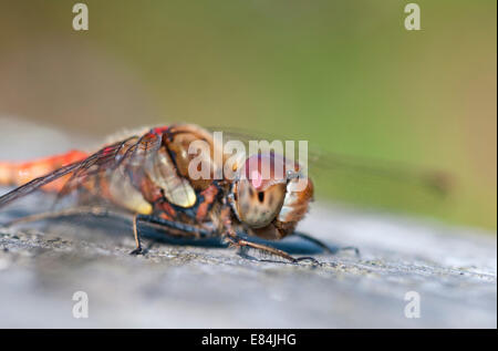 Immagine ravvicinata di un comune Darter arroccato su una staccionata in legno concentrandosi sull'Occhio composto Foto Stock