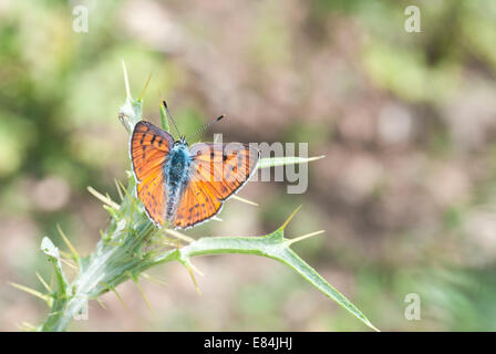 Rame Purple-Shot appollaiate su un grande thistle stelo Foto Stock