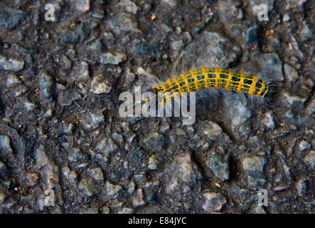 Buff-punta moth caterpillar Foto Stock