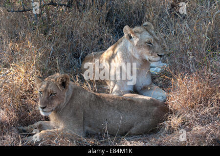 SafariLioness riposo in ombra, Sabi Sands Private Game Reserve, Sud Africa Foto Stock