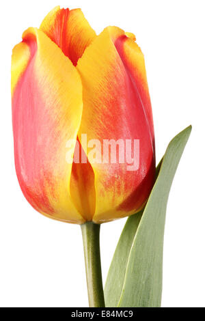 Unico rosso-giallo tulip flower isolato su uno sfondo bianco. Foto Stock