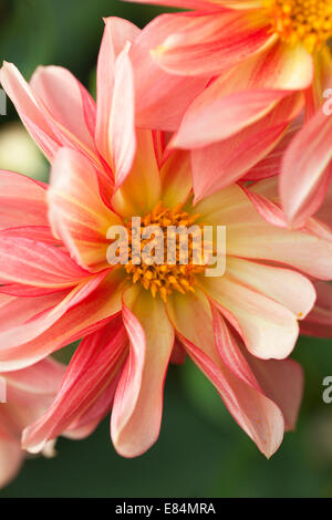 Primo piano di belle dahlias bicolore fiorite in un giardino a settembre, Regno Unito Foto Stock