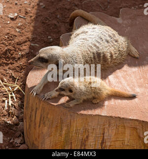 Meerkat femmina con il suo cucciolo presso lo Zoo di Dartmoor Devon England Regno Unito della cub è di sei settimane Foto Stock