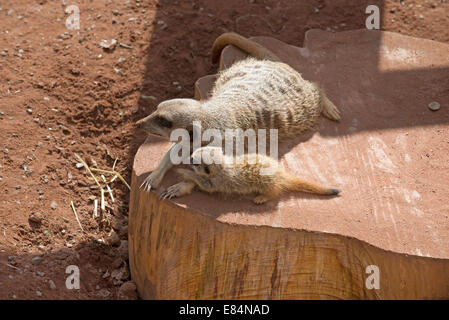 Meerkat femmina con il suo cucciolo presso lo Zoo di Dartmoor Devon England Regno Unito della cub è di sei settimane Foto Stock