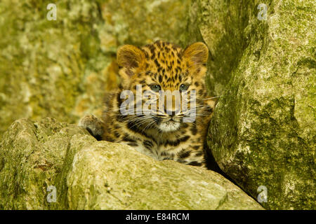 Estremamente raro leopardo di Amur Cub (Panthera Pardus orientalis) recante su roccia Foto Stock