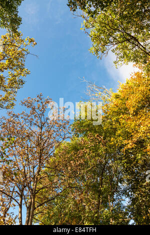 Cerca fino ad alberi a inizio autunno. I boschi di boschi Colwick durante il mese di settembre, Nottingham, Inghilterra, Regno Unito Foto Stock