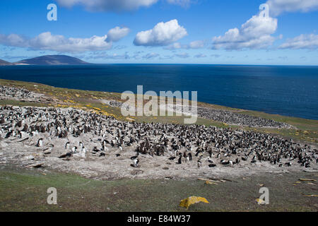 Una colonia di pinguini saltaroccia su Saunders Island in western Falklands Foto Stock