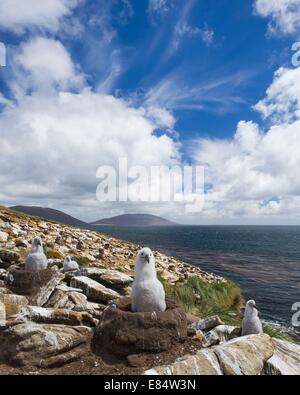 Un black-browed albatross chick seduto nella sua coppa di fango nido. Essa è parte di una colonia che può essere visto dietro. Foto Stock