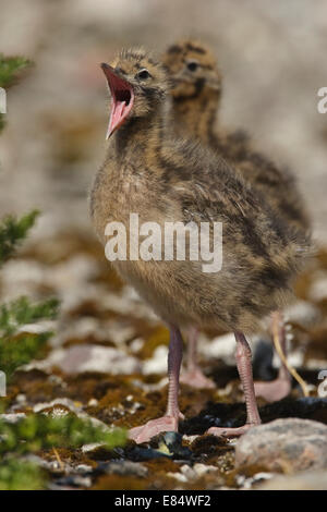 I capretti a testa nera (gabbiano Larus ridibundus) (Chroicocephalus ridibundus), Foto Stock