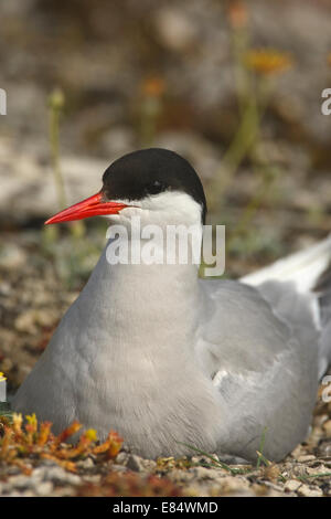 Arctic Tern (sterna paradisaea) sul nido Foto Stock