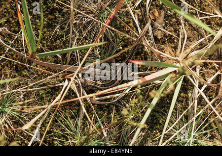 Lizard, MOSS, erba e sabbia. Foto Stock