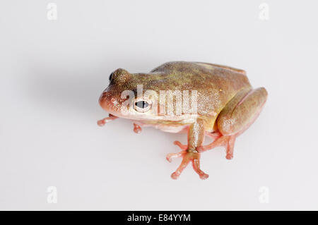 Grigio maschio raganella, Hyla versicolor; nativo per USA orientale e se il Canada; intaglio con sfondo bianco Foto Stock