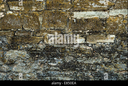 Il vecchio muro di pietra con i licheni Foto Stock