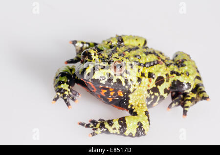 Oriental fire-panciuto, toad Bombina orientalis; nativo per la Corea, la Cina e la Russia; intaglio con sfondo bianco Foto Stock