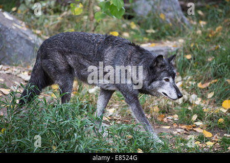 Lupo (Canis lupus) nel selvaggio canadese zoo presentano. Foto Stock