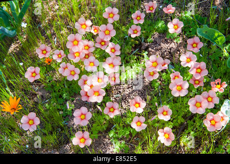 Fiori in Namaqua National Park in Sud Africa. Foto Stock