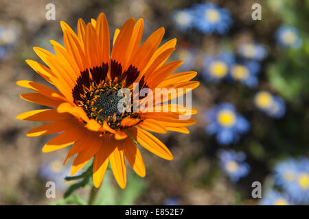Close-up of a daisy in the Namaqua National Park in South Africa. Foto Stock