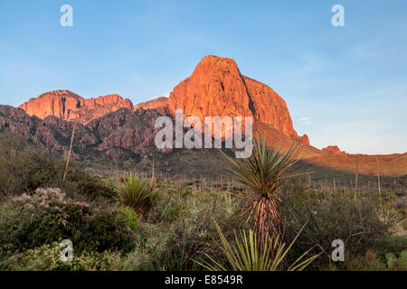 Glow dall'alba illumina la Chisos montagne del Parco nazionale di Big Bend. Foto Stock