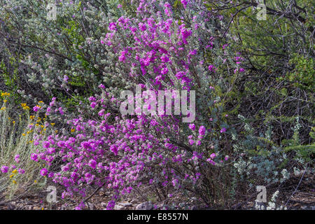 Purple Sage in fiore nel parco nazionale di Big Bend. Foto Stock