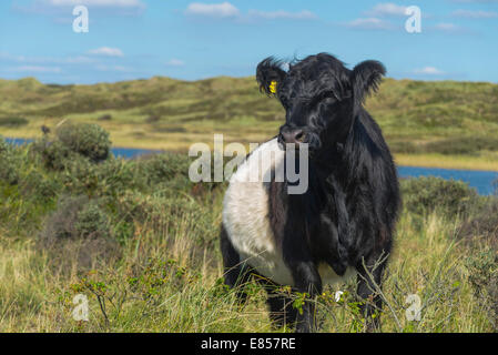 Belted Galloway, razza bovina, toro giovane su un pascolo di dune, spiaggia, Houstrup, Nørre Nebel Sogn Foto Stock