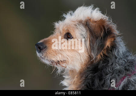 Grossolana bosniaco-haired Hound o Barak-ibrido, ritratto Foto Stock