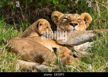 Leonessa (Panthera leo) con cub, il Masai Mara, Kenya Foto Stock