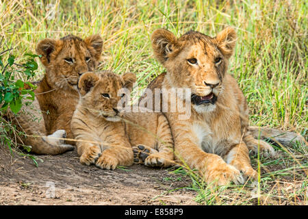 Lion cubs (Panthera leo), il Masai Mara, Kenya Foto Stock