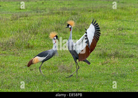 Grey Crowned gru (Balearica regulorum), Ngorongoro, Tanzania Foto Stock