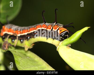 Dall'aspetto esotico caterpillar del corvo comune butterfly a.k.a. Comuni indiana o corvo australiano (Euploea core) Foto Stock