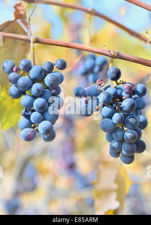 I grappoli di vino rosso uve appendere un vitigno Foto Stock