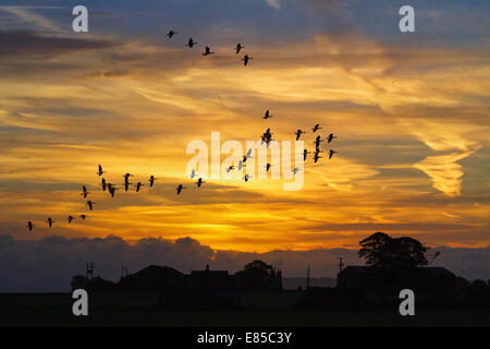 Southport, Lancashire. Uccelli in volo il 1 ottobre, 2014. Matasse di rosa-footed oche battenti in autunno sunrise vicino a Martin Mere Wildfowl and Wetlands Trust (WWT) Wetland Centre dove oltre 35.000 di loro posatoio sul sito. Grandi branchi, matassa di oche sono giunte in questi ultimi giorni dopo aver fatto la 500 miglia di viaggio dall'Islanda per trascorrere il mese prossimo in Lancashire. Essi utilizzano la zona del nord-ovest per il riposo e la ri-carburante prima di continuare il viaggio migratori sud. Foto Stock