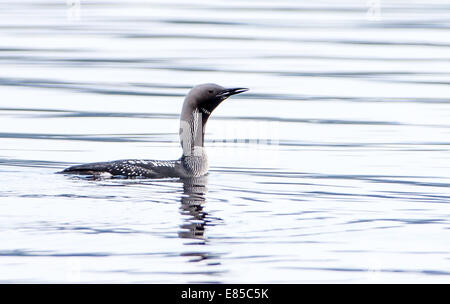 Nero-throated Diver chiamando, Gavia artica Foto Stock