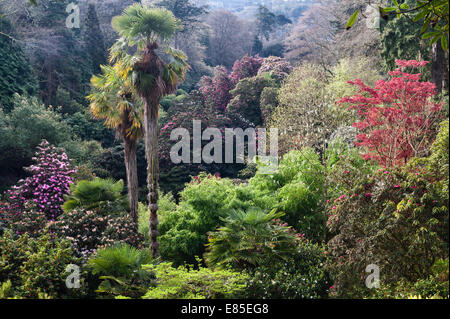 Trebah giardino, Falmouth, Cornwall, Regno Unito. Chusan palms (trachycarpus fortunei) stand al di sopra di banchi di rododendri in primavera Foto Stock