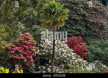 Trebah giardino, Falmouth, Cornwall, Regno Unito. Un Chusan palm (trachycarpus fortunei) sorge sopra un banco di rododendri in primavera Foto Stock