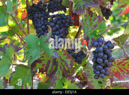 I grappoli di uva nera in vigneti fogliame arrossendo Foto Stock