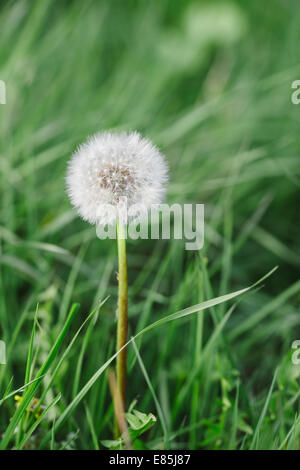 Tarassaco seedhead in erba Foto Stock